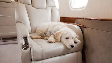 Hond mee in vliegtuig bij First Class Aviation